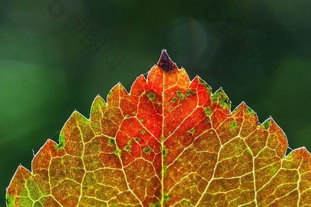 特写自然秋天秋天在花园或公园模糊的绿色背景下，在阳光下，红色橙色的叶子发出微光。灵感自然<strong>十月</strong>或<strong>九</strong>月壁纸。季节观念的转变
