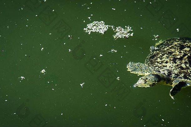 多刺软壳龟（Trionyx（Apalone）spiniferus）在德克萨斯州圣马科斯市清澈的春水中游泳