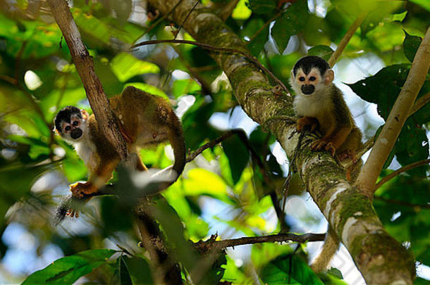 哥斯达黎加科萨半岛热带雨林丛林中常见的松鼠猴在休息和梳洗