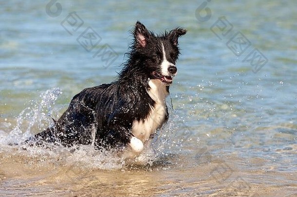 黑<strong>白边</strong>境牧羊犬在海滩的浅水中玩耍。