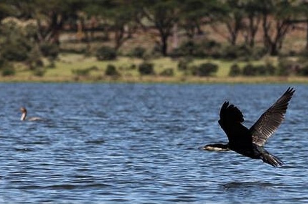 一只鸬鹚在奈瓦沙湖蓝色波浪状的水面上飞来飞去，模糊的背景是巨大的冠冠格雷布和绿色的海岸