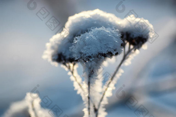 分支植物覆盖雪冬天宏