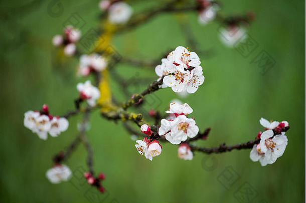 意大利托斯卡纳的马雷玛，春天果树开花