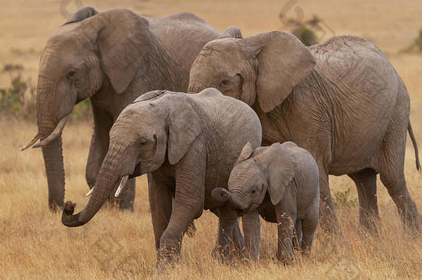 一家四口的非洲象和两只可爱的幼崽在东非肯尼亚佩耶塔保护区的金色草地上快乐地吃草