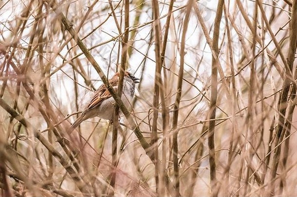 隐藏在树枝上的麻雀聚焦波基夏春鸟飞翔普通城市可爱的小棕色金色