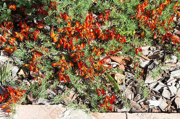 美丽的红色和橙色莲花植物莲花斑是一种非常耐寒的多年生地被植物，在春天和夏天有明亮的鹦鹉喙状花朵。