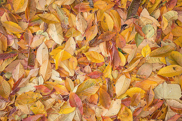 以秋天彩色樱桃落叶地毯为背景的特写镜头。