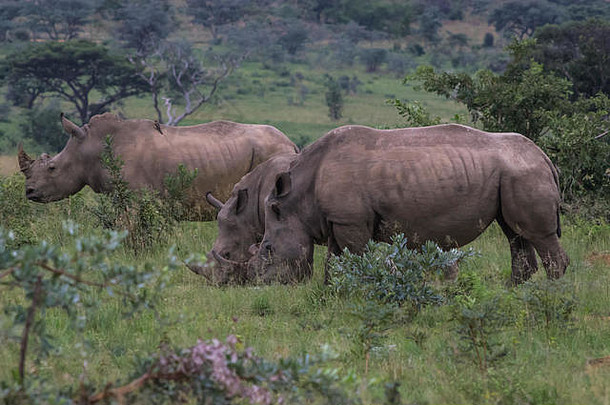 南白犀牛在南非韦尔德格沃登野生动物保护区吃草
