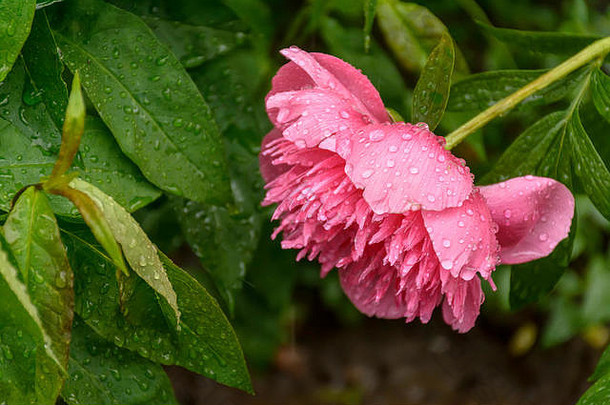 雨后的牡丹花在滴水中盛开。