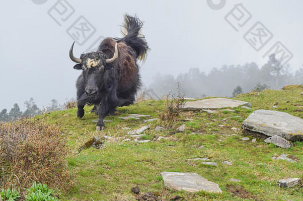 愤怒的喜马拉雅黑牦牛，准备冲锋，在尼泊尔的某个地方