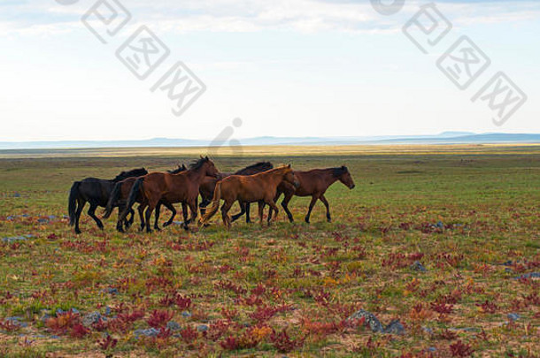 广阔草原上的一群马。