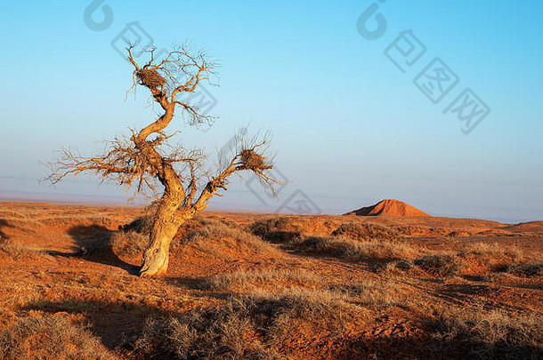 杨属diversifolia树沙漠西蒙古中国