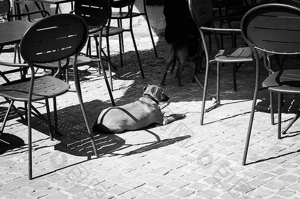 孤立的狗酒吧椅子斯佩洛Umbria意大利