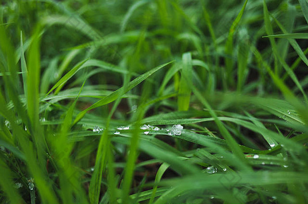 新鲜的绿草覆盖着小雪和冰冷的雨滴。