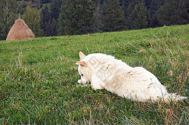 狗在夏季山上的绿色草地上，草地上堆满了干草（乌克兰喀尔巴阡山脉南部）