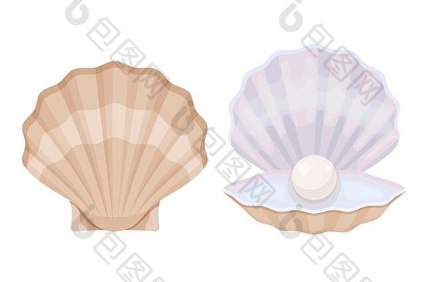 珍珠在一个开放的牡蛎。带白色珍珠的开放式和封闭式外壳。