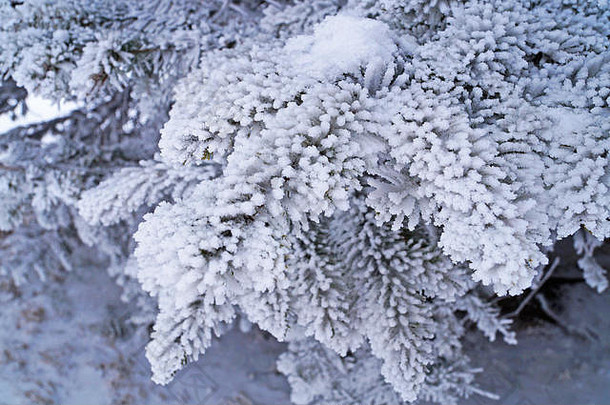 分支蓝色的云杉覆盖毛茸茸的白色雪冬天阳光明媚的冷淡的<strong>一</strong>天