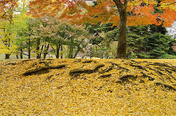 秋天的日本枫树，在森林的地面上有<strong>黄色</strong>的<strong>银杏</strong>叶
