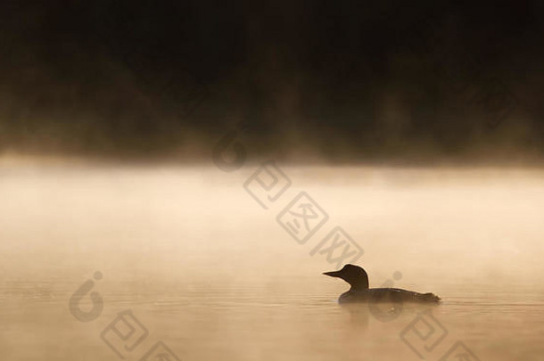 加拿大黄金时间雾中常见的游泳龙