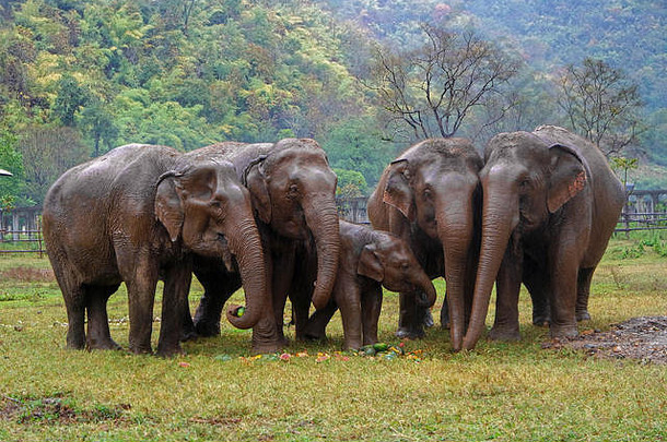 泰国清迈大象自然公园，带着孩子的大象家庭
