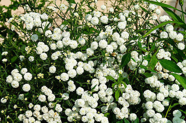 白色花满天星花园背景绿色表