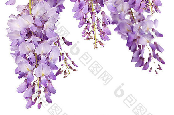 美丽的紫藤花孤立的白色背景