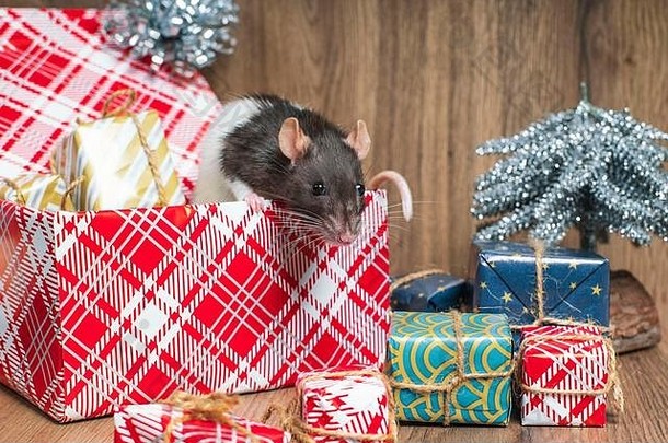 2020年的象征是一只老鼠，是新年的装饰元素。鼠年。一只长着白点的灰老鼠坐在一个盒子里，盒子里装着新年礼物。