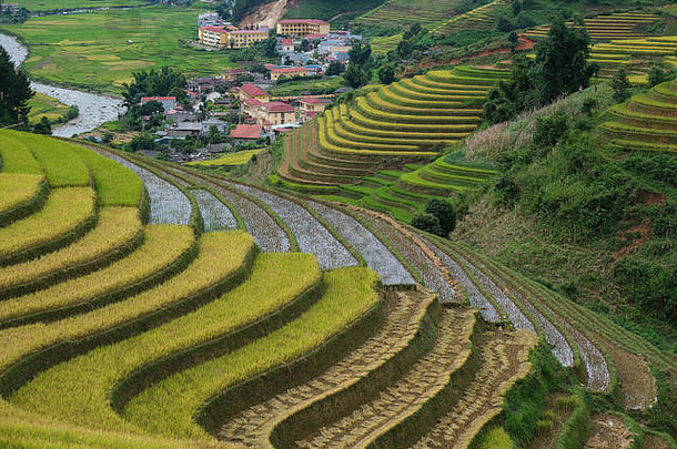 越南景观鸟瞰图。越南乡村的黄色稻田。皇室高品质的免费照片图像拍摄的黄米f