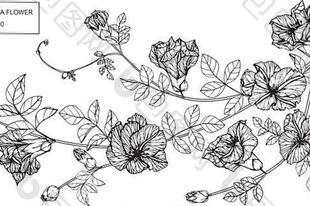 蝴蝶豌豆花插画。黑白线条艺术。