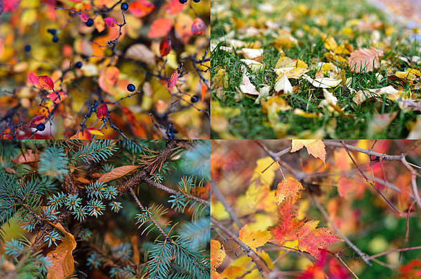 红色和橙色的秋叶模糊了背景。一套4张照片。