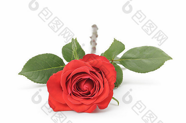 单红色的玫瑰孤立的白色背景