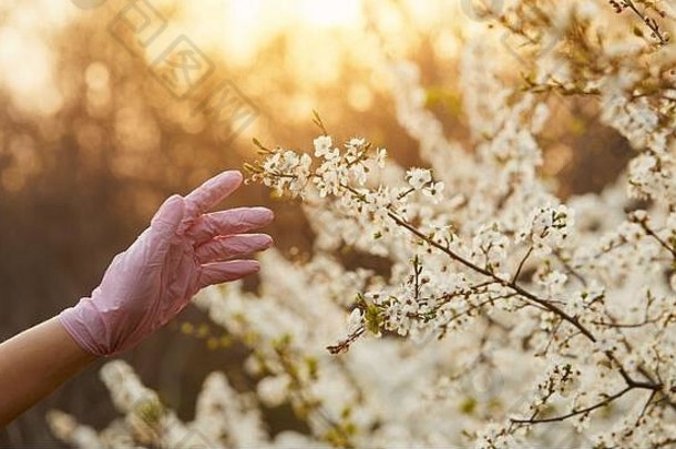 女手保护手套到达分支开花树春天花园检疫城市病毒冠状病毒感染