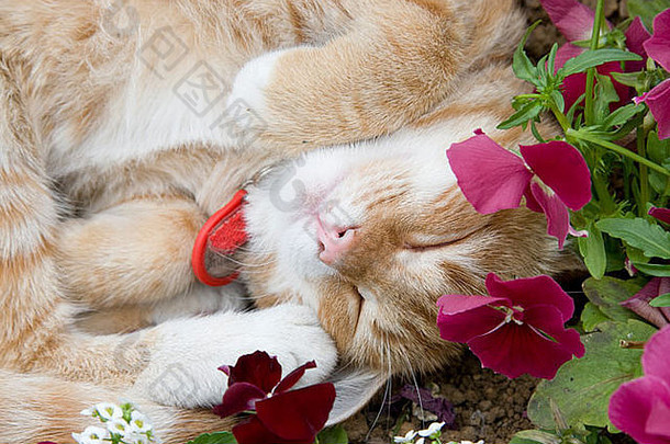 猫睡在花丛里