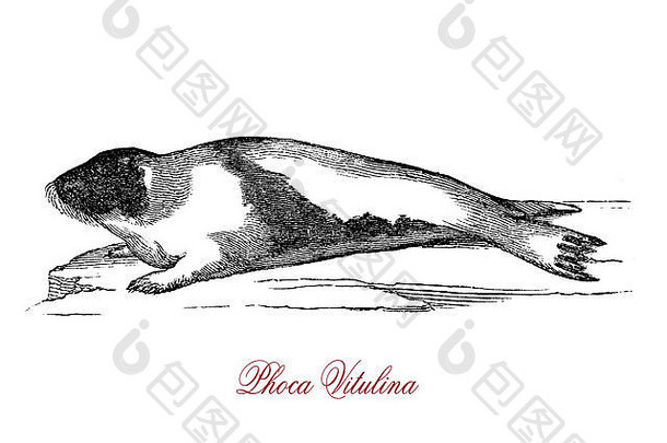 海豹（Phoca vitulina）是一种真正的海豹，发现于北半球温带和北极海岸线。海豹有棕色、银白色、棕褐色或灰色，鼻孔呈V形。