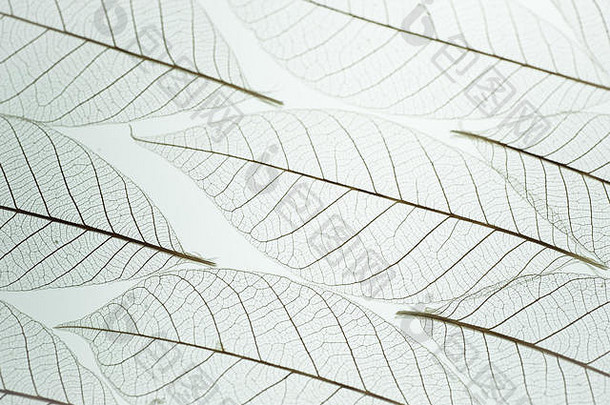 骨架干燥桦树叶子的纹理和图案从下面照亮。叶脉和叶子形状的对角线。
