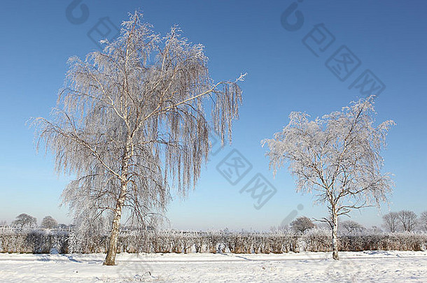 英国风景：两棵白桦树被霜冻覆盖，树篱林立，蓝天下有厚厚的积雪