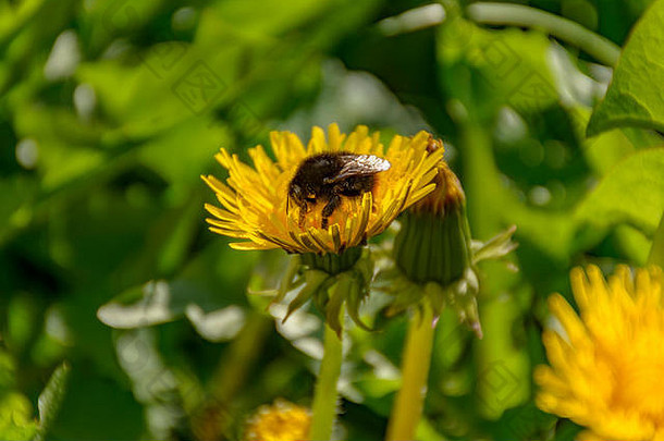 盛开的蒲公英草地大黄蜂收集花蜜