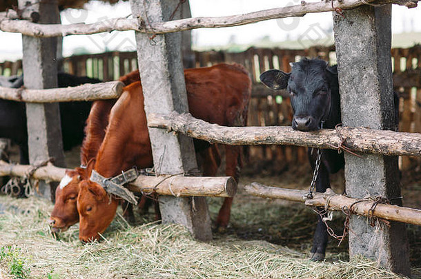 农业行业农业动物畜牧业概念群牛牛棚乳制品农场