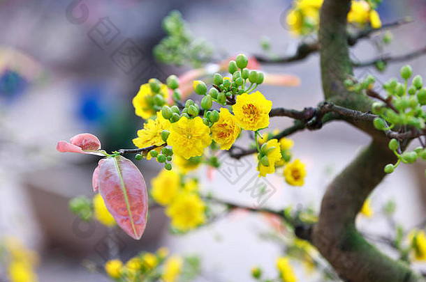 越南河内的春节鲜花