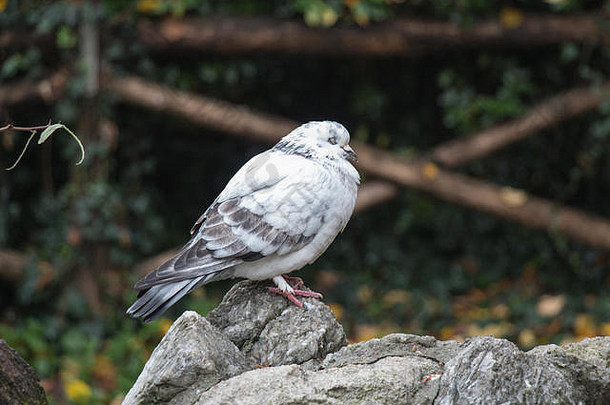 看到一只白色和灰色羽毛的鸽子坐在岩石上，他闭上了眼睛。