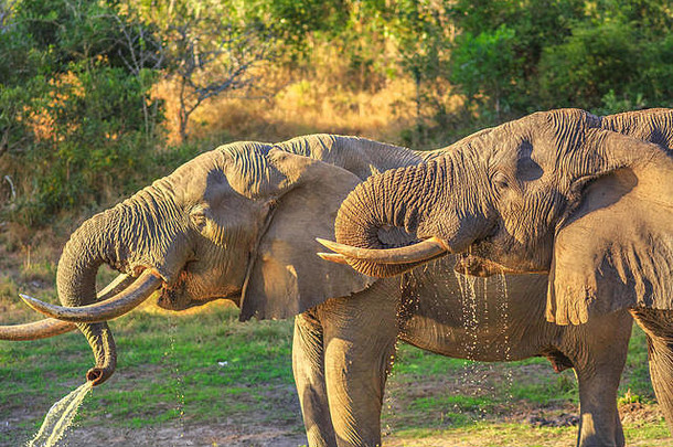特写镜头：两头大象在南非夸祖鲁-纳塔尔的Tembe大象公园的一个水坑饮水，该公园位于祖鲁兰和莫桑比克之间的保护区，是非洲最大大象的家园。