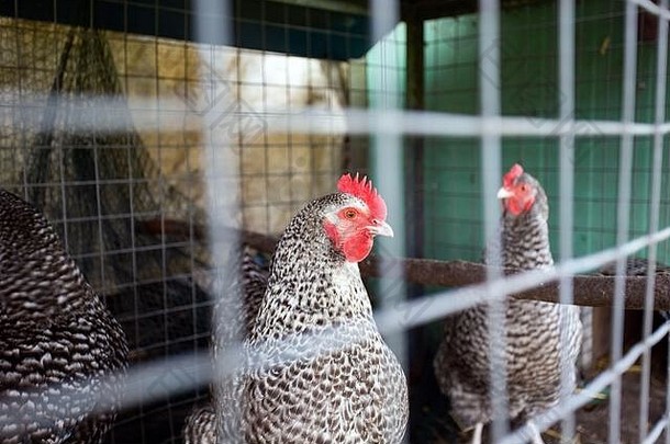 鸡舍里篱笆后面的鸡。小笼子里的黑白鸡