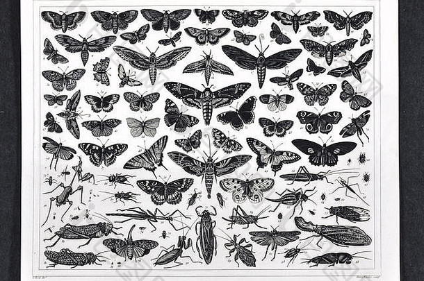 1849年各种昆虫的Bilder动物学印刷品，包括飞蛾、蝴蝶、蚱蜢、螳螂、蟋蟀、拐杖等