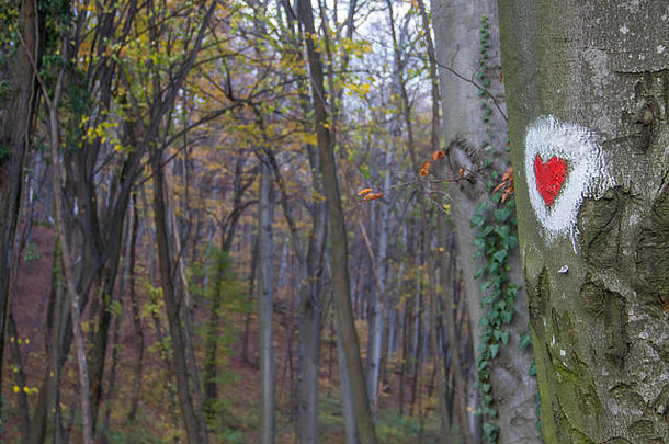 塞尔维亚弗鲁斯卡戈拉爱情公园树面心形画