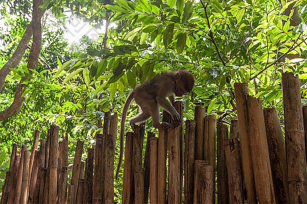 泰国克拉比的Railay海滩野生猴子