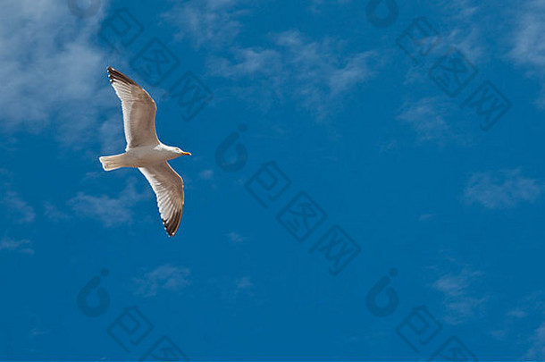 海鸥飞行蓝色的天空
