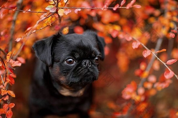 可爱的肖像狗秋天树叶