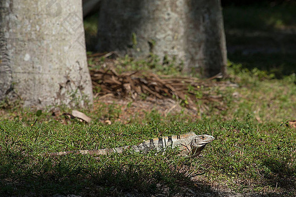刺尾鬣蜥