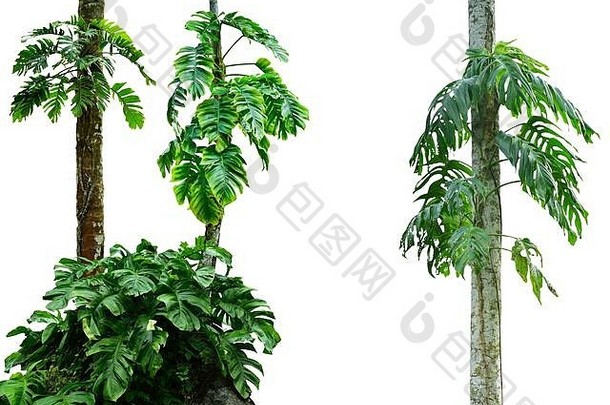 在白色背景上分离的一片叶子。热带植物。<strong>高清图</strong>像和大分辨率。可以用作桌面壁纸
