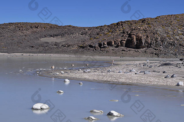 阿塔卡马沙漠高原的咸水湖。